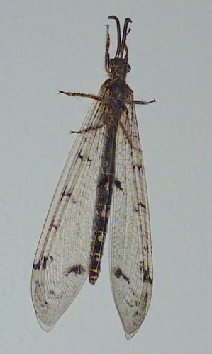 Réf. 196 393 : Distoleon tetragrammicus